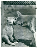 A Dingo mother with one of her pups 'Butch' at Zoo - Vintage Photograph