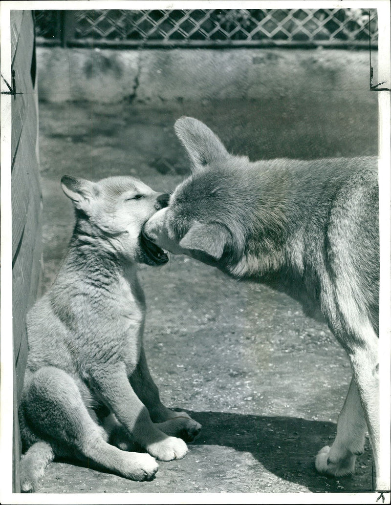 A Dingo mother with one of her pups 'Butch' at Zoo - Vintage Photograph