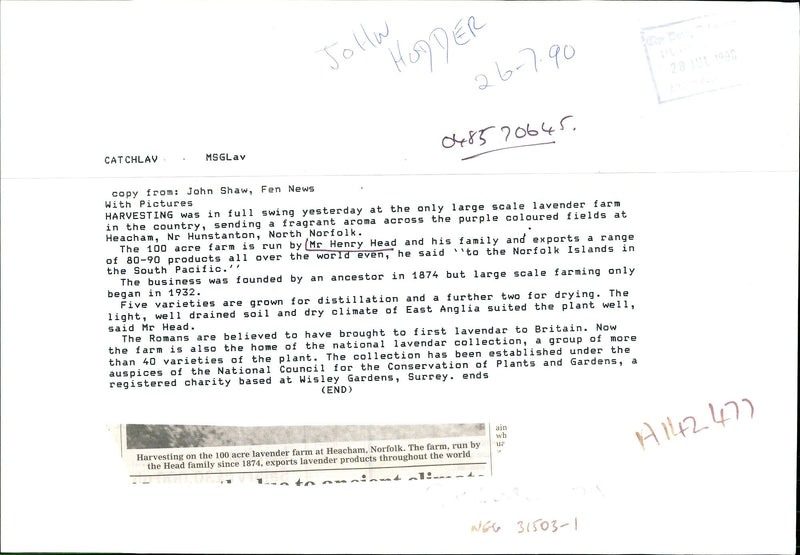 Harvesting on the 100 acre lavender farm. - Vintage Photograph