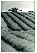 Harvesting on the 100 acre lavender farm. - Vintage Photograph