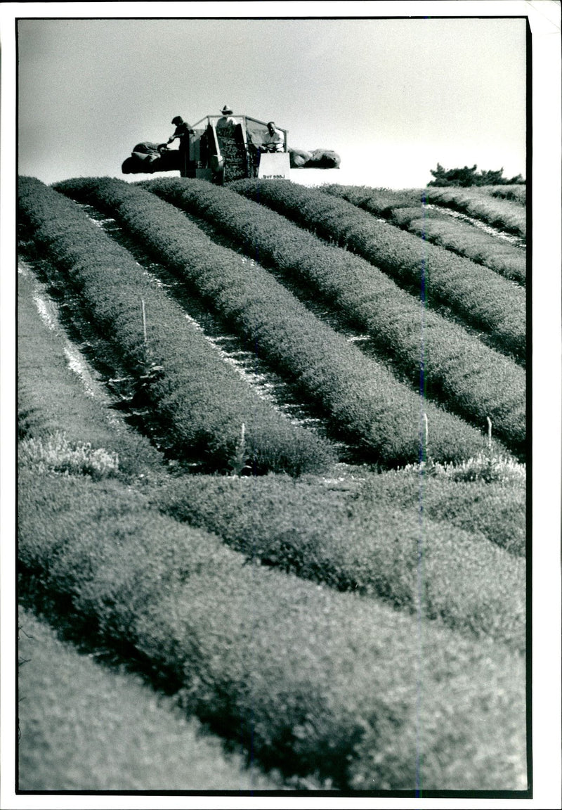 Harvesting on the 100 acre lavender farm. - Vintage Photograph