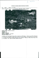 Nature Otters - Vintage Photograph