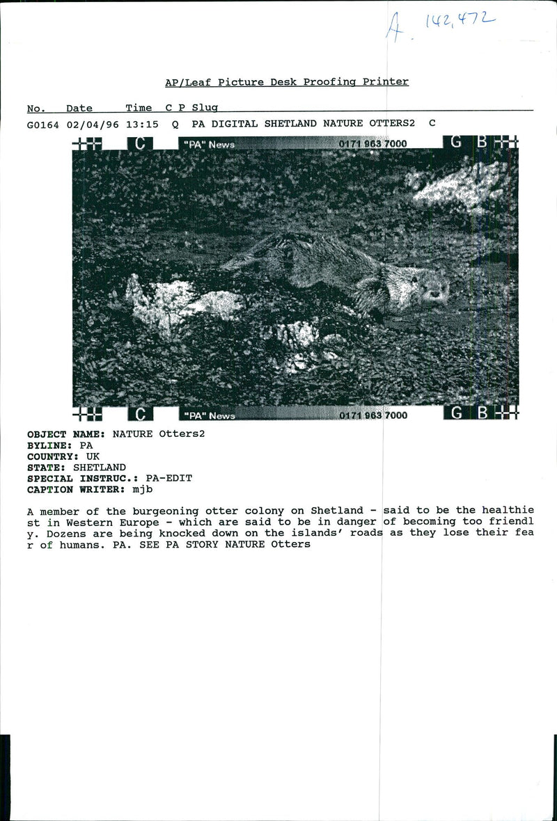 Nature Otters - Vintage Photograph