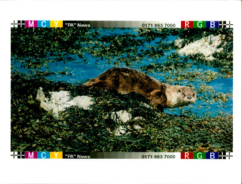 Nature Otters - Vintage Photograph