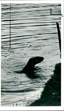 Otter - Vintage Photograph