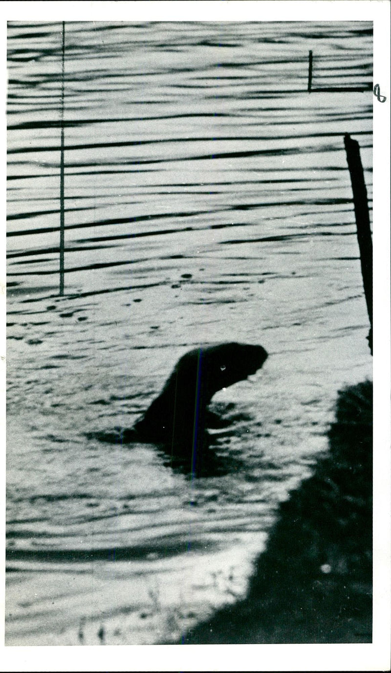 Otter - Vintage Photograph