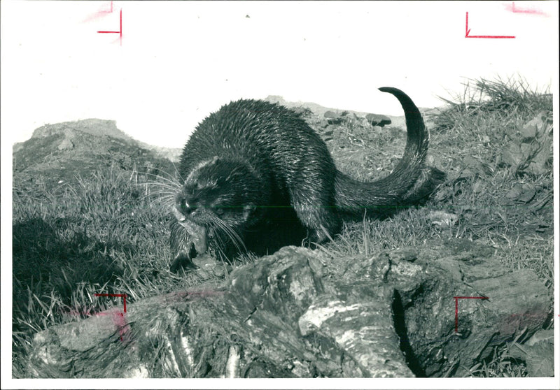 Otter - Vintage Photograph