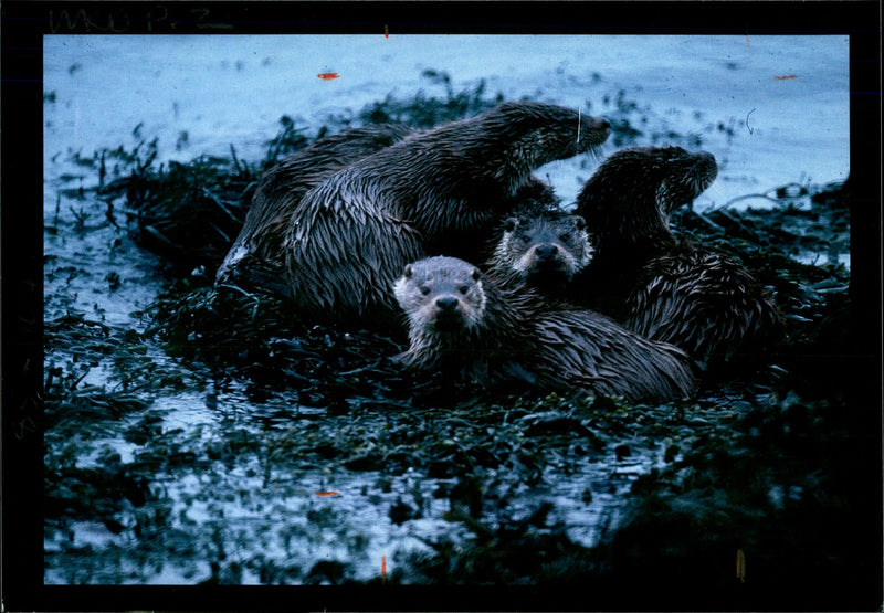 Crying wolf over the otter. - Vintage Photograph