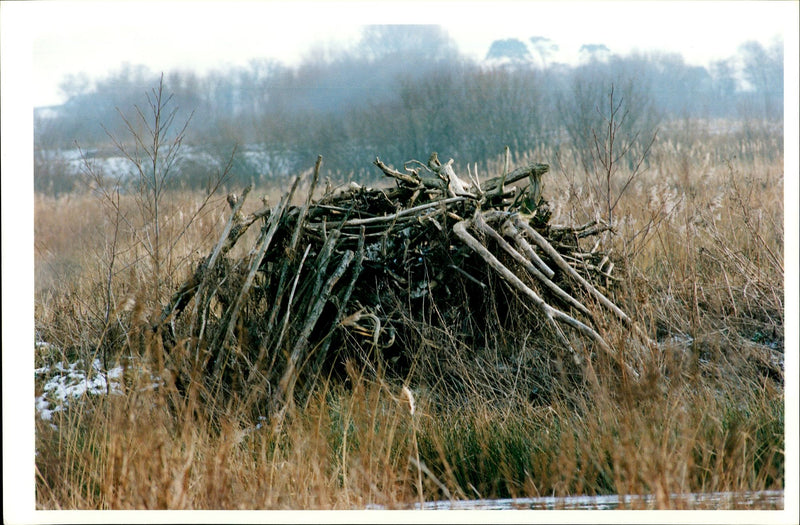 Otter homes - Vintage Photograph