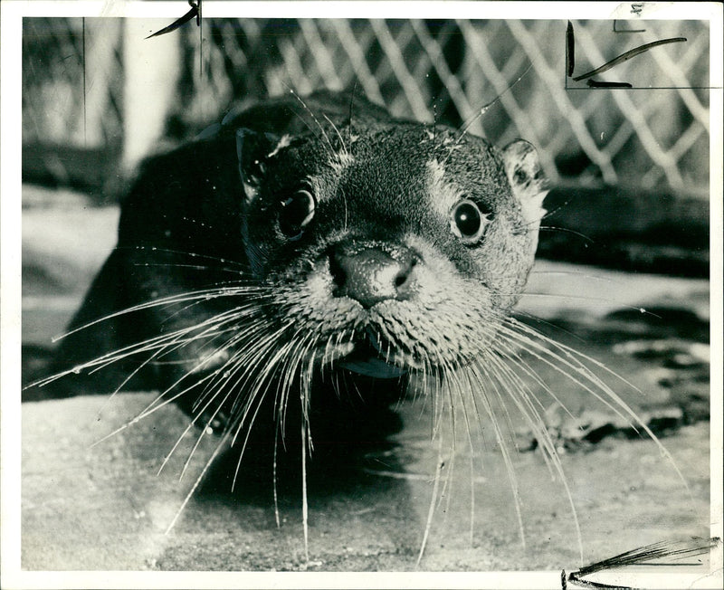 Otter - Vintage Photograph