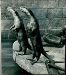 There is something in the wind:Otter - Vintage Photograph