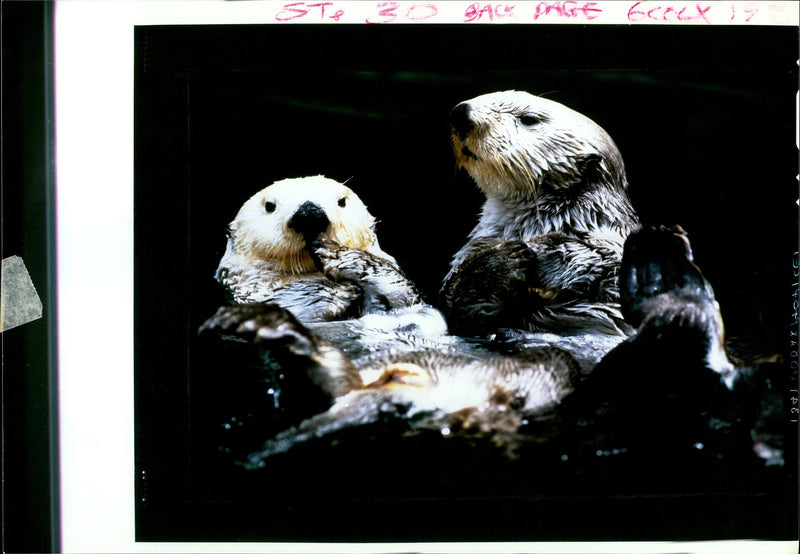 Otter - Vintage Photograph