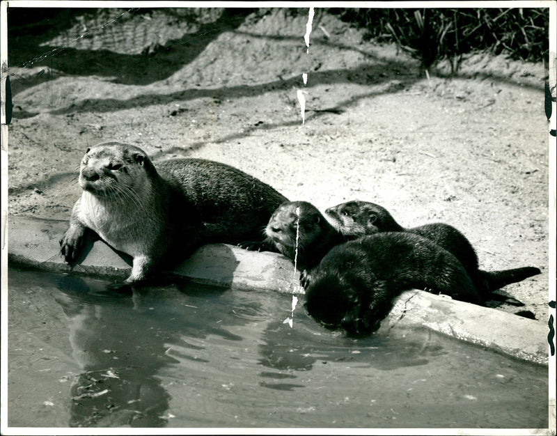 Otter - Vintage Photograph