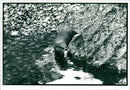 Otter - Vintage Photograph