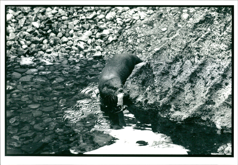 Otter - Vintage Photograph