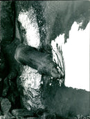 Otter - Vintage Photograph