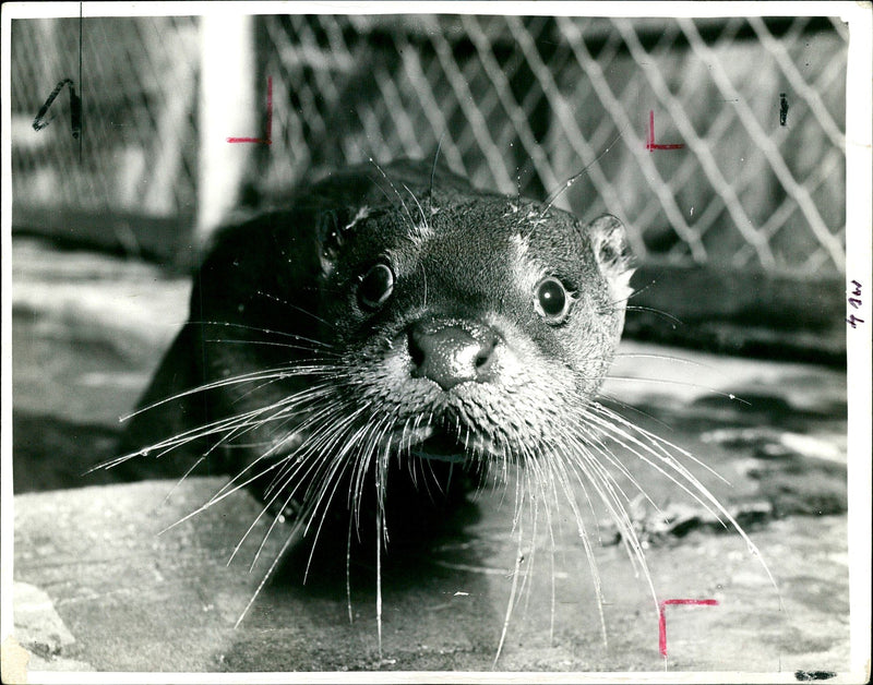 Otter - Vintage Photograph