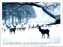 Winter Landscape in Tatton Park. - Vintage Photograph