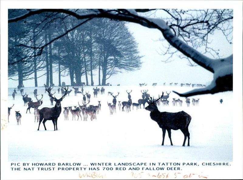 Winter Landscape in Tatton Park. - Vintage Photograph