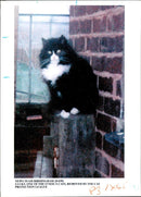 Cat Lucky identify dispute. - Vintage Photograph