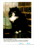 Mrs O'niel Cat Lucky. - Vintage Photograph