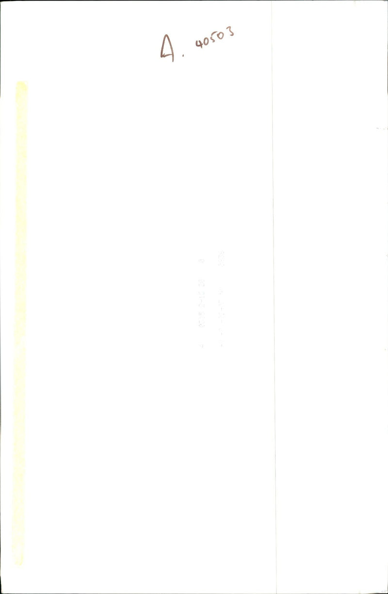 Dogs Bull Terriers - Vintage Photograph