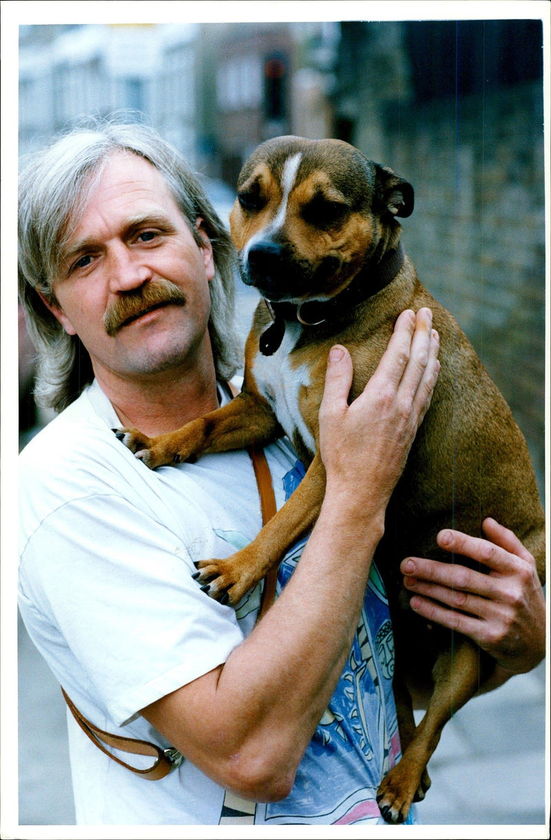 Dogs Bull Terriers - Vintage Photograph