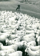 New Zealand: Sheep Farming - Vintage Photograph
