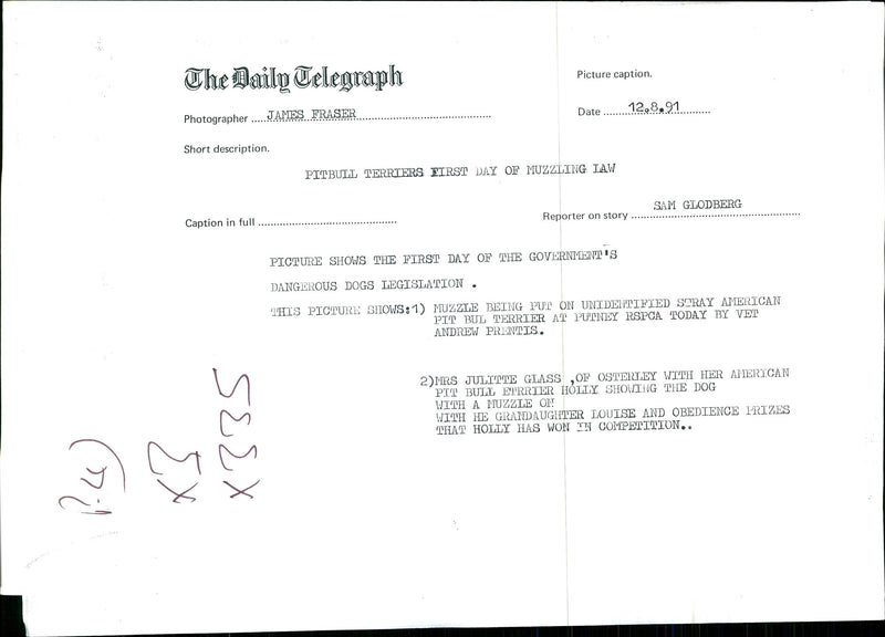 Dogs Bull Terriers - Vintage Photograph