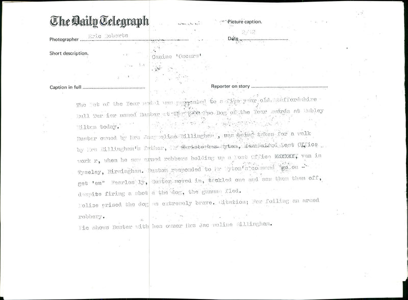 Dogs Bull Terriers - Vintage Photograph