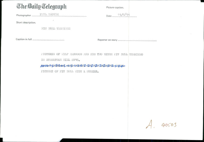 Dogs Bull Terriers - Vintage Photograph