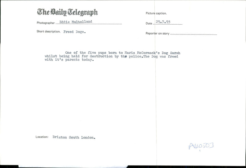 Dogs Bull Terriers - Vintage Photograph