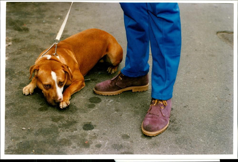 Dogs Bull Terriers - Vintage Photograph