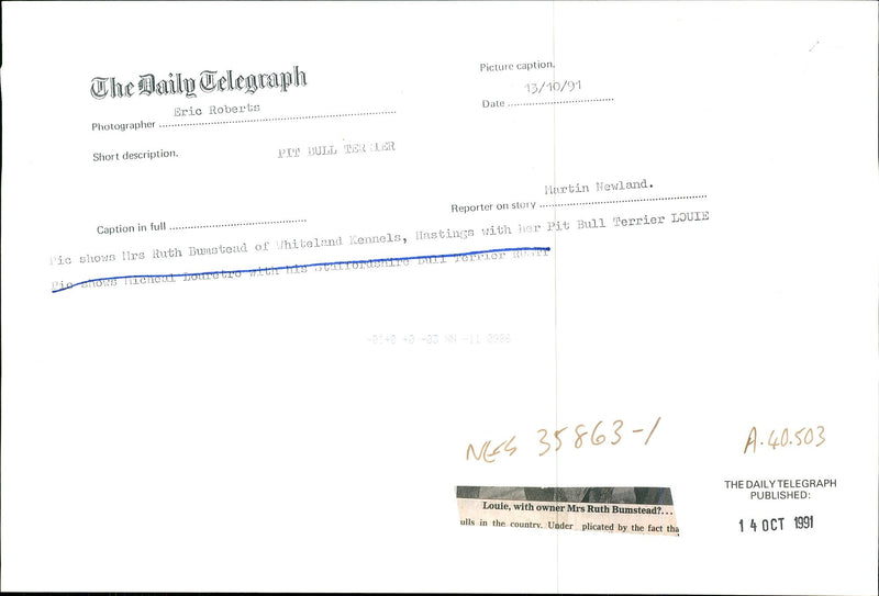 Dogs Bull Terriers - Vintage Photograph