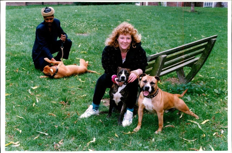 Dogs Bull Terriers - Vintage Photograph