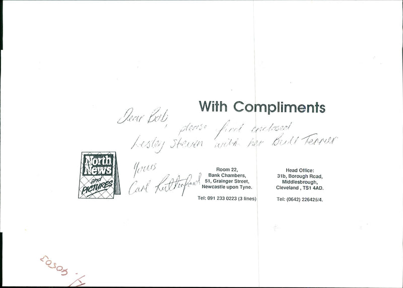 Dogs Bull Terriers - Vintage Photograph