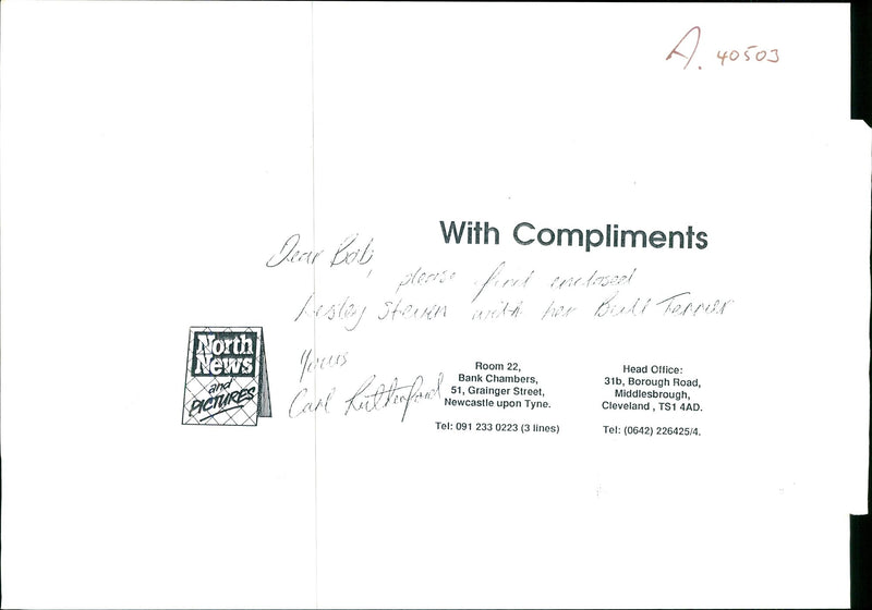 Dogs Bull Terriers - Vintage Photograph