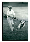 Dogs Bull Terriers - Vintage Photograph