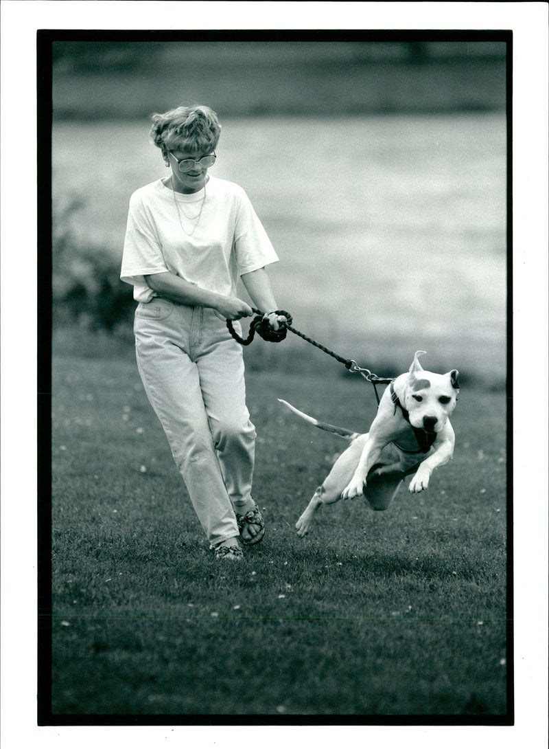 Dogs Bull Terriers - Vintage Photograph