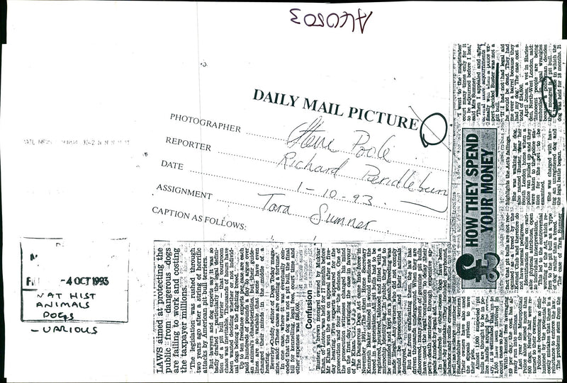 Dogs Bull Terriers - Vintage Photograph