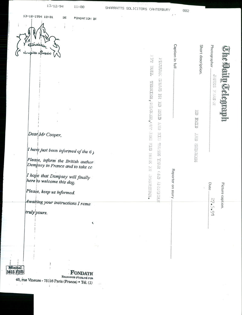 Dogs Bull Terriers - Vintage Photograph