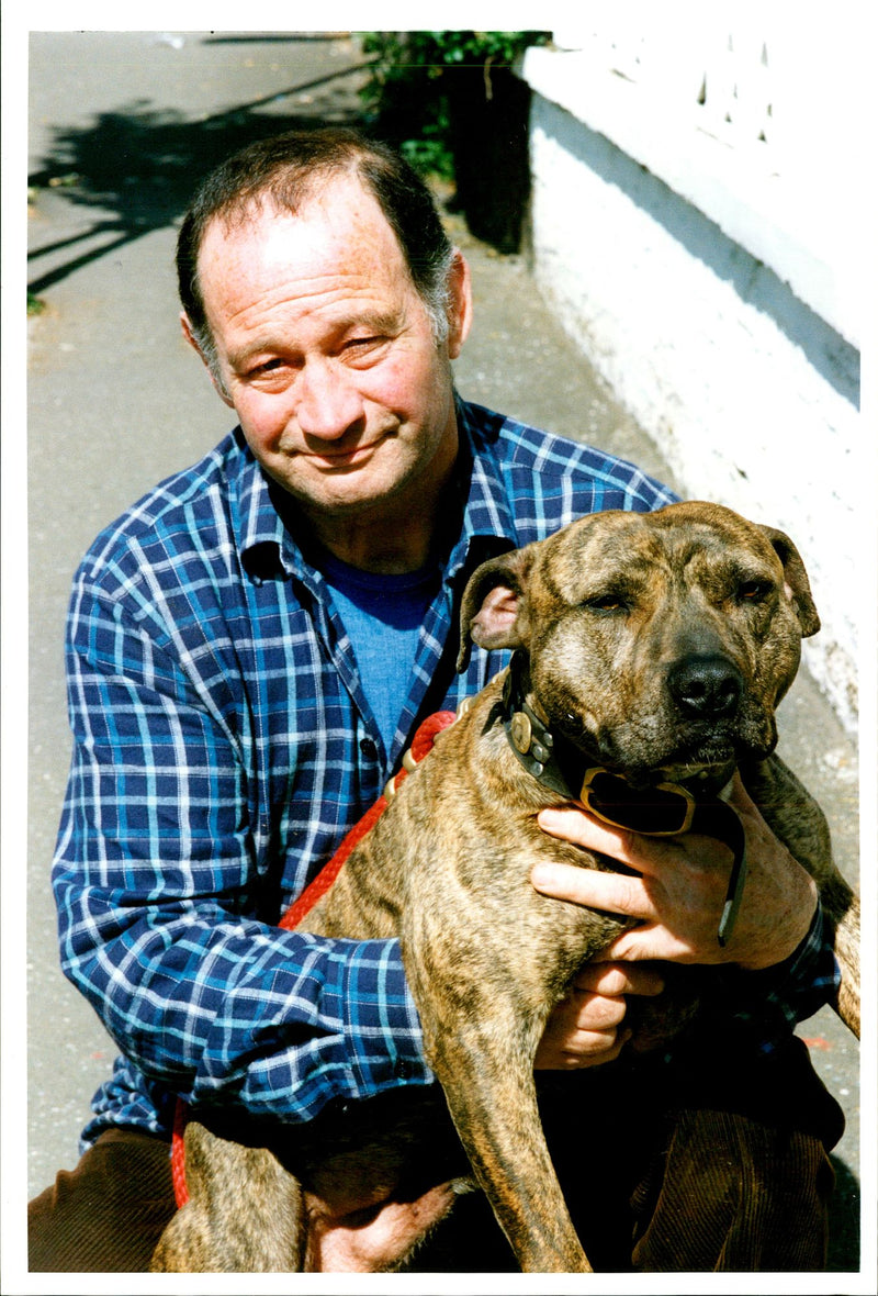 Dogs Bull Terriers - Vintage Photograph