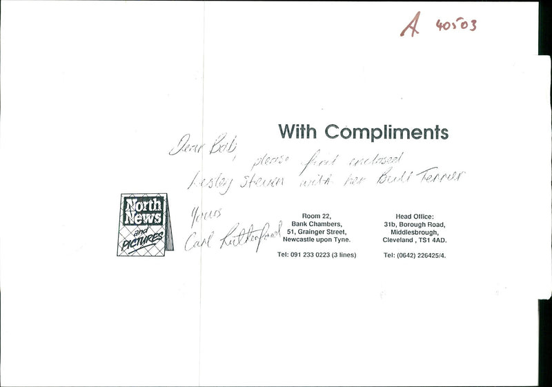 Dogs Bull Terriers - Vintage Photograph