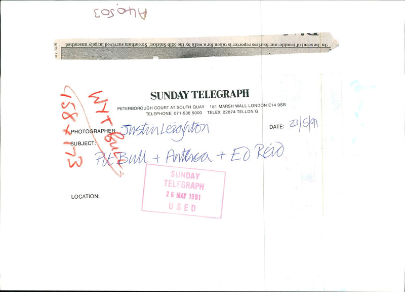 Dogs Bull Terriers - Vintage Photograph