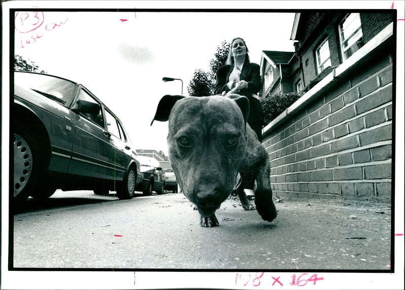 Dogs Bull Terriers - Vintage Photograph