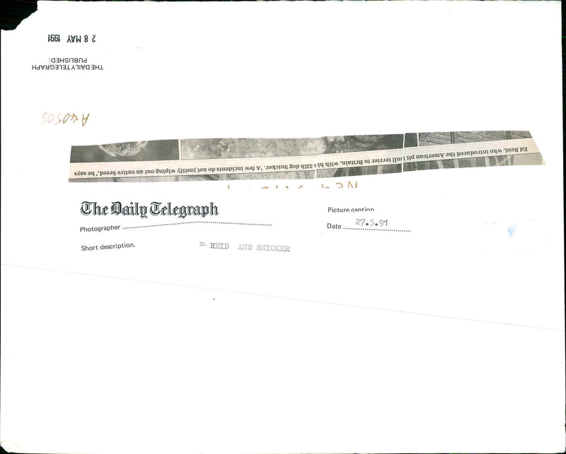 Dogs Bull Terriers - Vintage Photograph