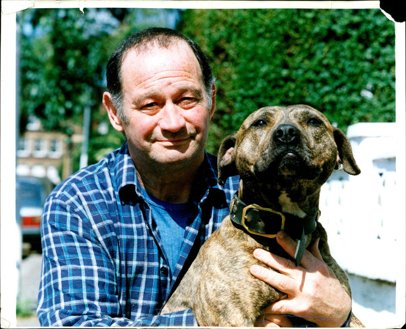 Dogs Bull Terriers - Vintage Photograph