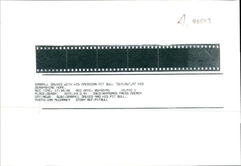 Dogs Bull Terriers - Vintage Photograph