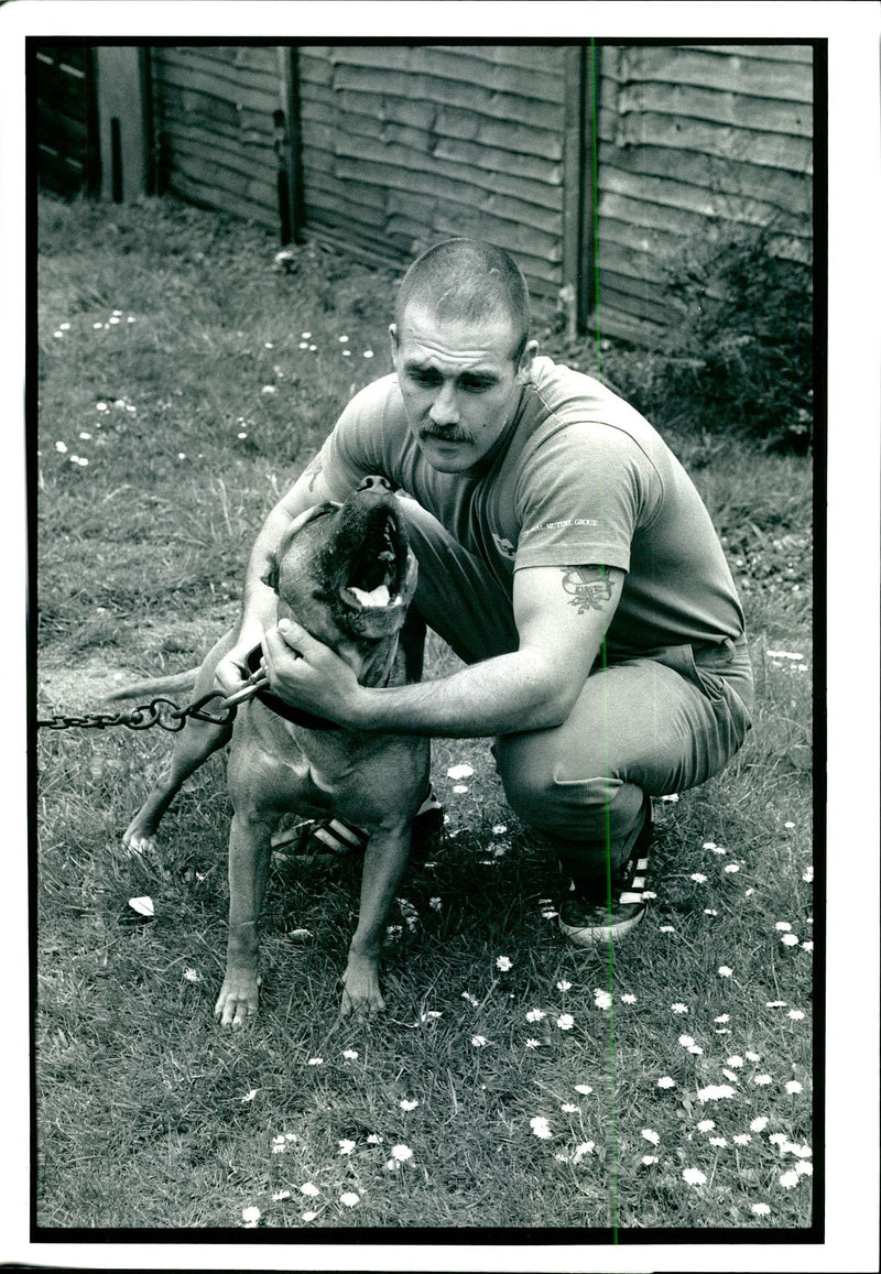 Dogs Bull Terriers - Vintage Photograph
