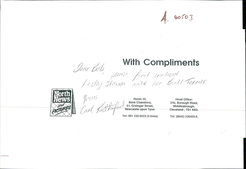 Dogs Bull Terriers - Vintage Photograph